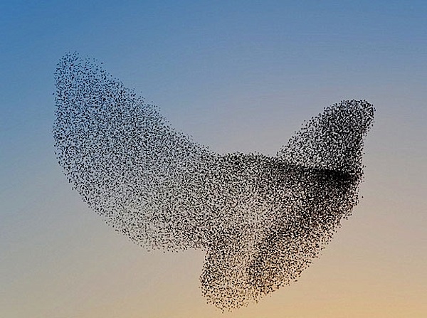 marketing-de-influencia-starlings